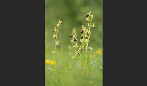 Spinnen-Ragwurz (Ophrys sphegodes)