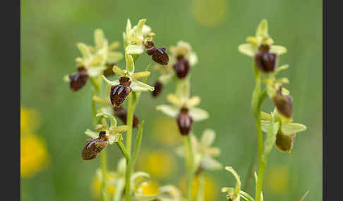 Spinnen-Ragwurz (Ophrys sphegodes)