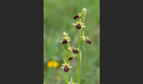 Spinnen-Ragwurz (Ophrys sphegodes)