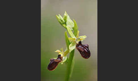 Spinnen-Ragwurz (Ophrys sphegodes)