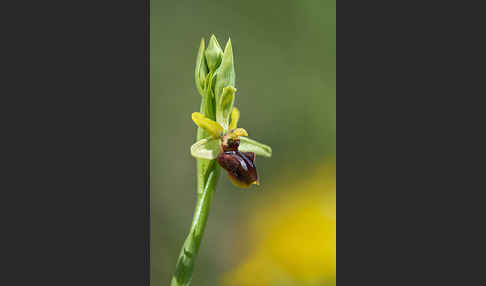 Spinnen-Ragwurz (Ophrys sphegodes)