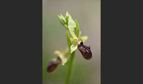 Spinnen-Ragwurz (Ophrys sphegodes)