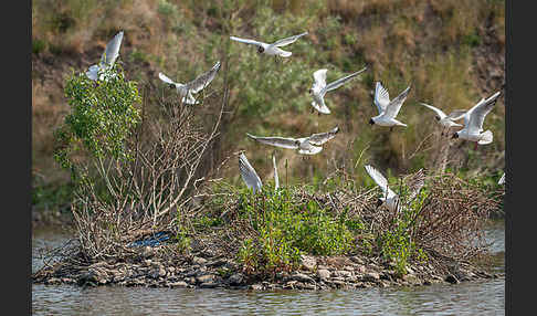 Lachmöwe (Larus ridibundus)