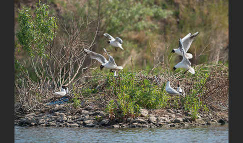 Lachmöwe (Larus ridibundus)