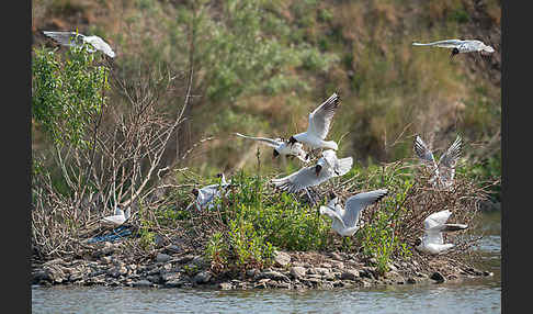 Lachmöwe (Larus ridibundus)