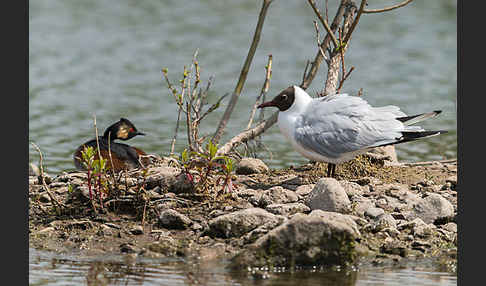 Schwarzhalstaucher (Podiceps nigricollis)