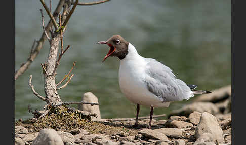 Lachmöwe (Larus ridibundus)