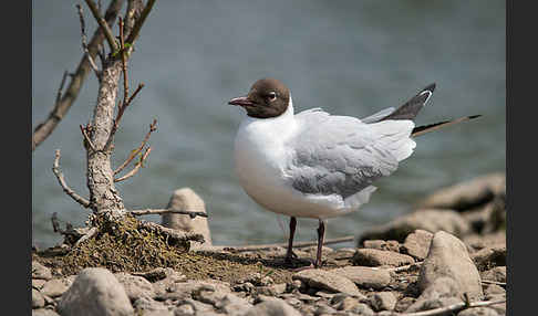 Lachmöwe (Larus ridibundus)