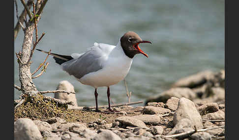 Lachmöwe (Larus ridibundus)