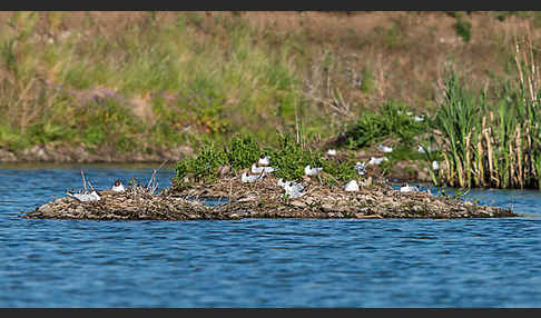 Lachmöwe (Larus ridibundus)