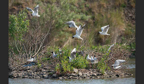 Lachmöwe (Larus ridibundus)