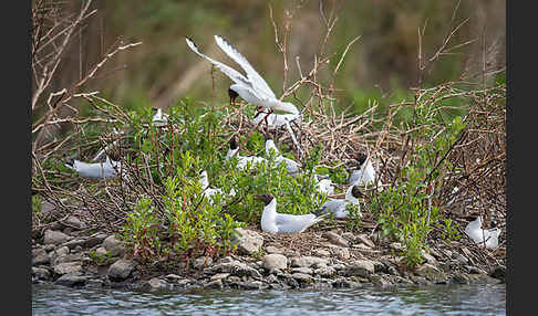 Lachmöwe (Larus ridibundus)