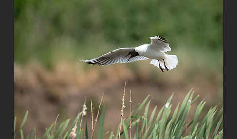 Lachmöwe (Larus ridibundus)