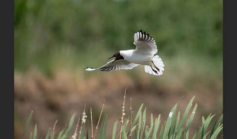 Lachmöwe (Larus ridibundus)