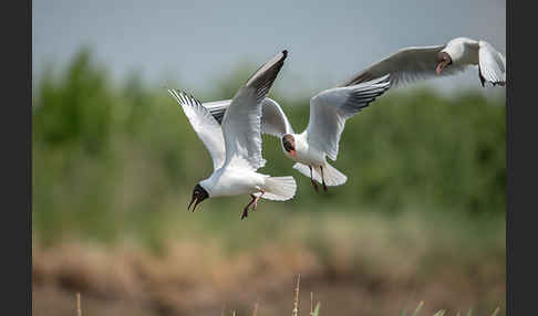 Lachmöwe (Larus ridibundus)