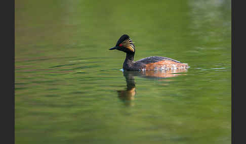 Schwarzhalstaucher (Podiceps nigricollis)