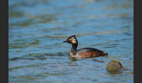 Schwarzhalstaucher (Podiceps nigricollis)