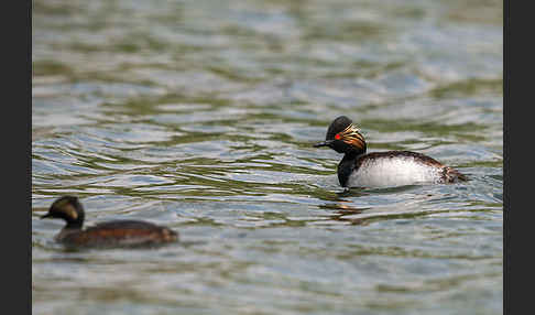 Schwarzhalstaucher (Podiceps nigricollis)