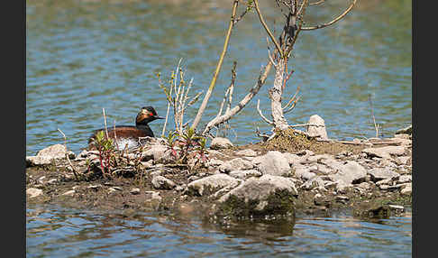 Schwarzhalstaucher (Podiceps nigricollis)