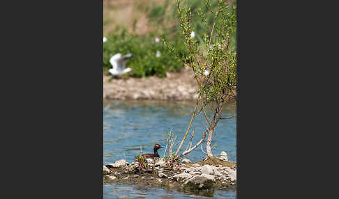 Schwarzhalstaucher (Podiceps nigricollis)