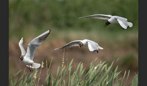 Lachmöwe (Larus ridibundus)