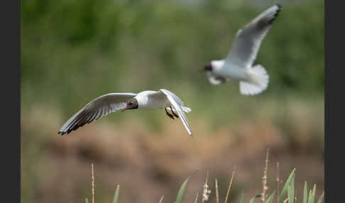 Lachmöwe (Larus ridibundus)