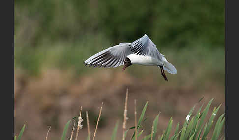 Lachmöwe (Larus ridibundus)