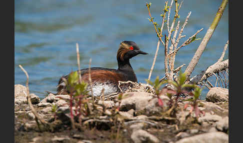 Schwarzhalstaucher (Podiceps nigricollis)