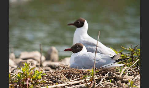 Lachmöwe (Larus ridibundus)