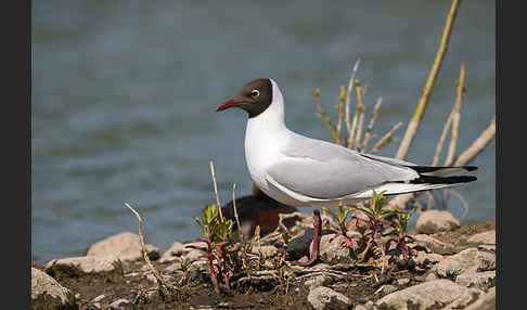 Lachmöwe (Larus ridibundus)