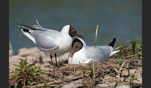 Lachmöwe (Larus ridibundus)