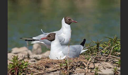 Lachmöwe (Larus ridibundus)