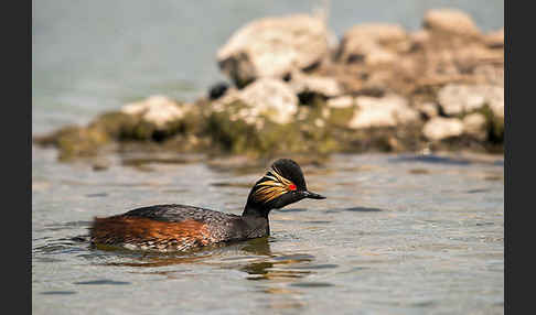 Schwarzhalstaucher (Podiceps nigricollis)