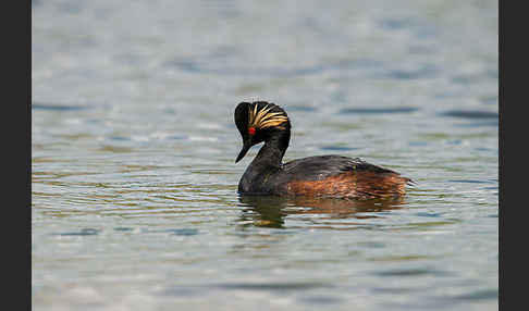 Schwarzhalstaucher (Podiceps nigricollis)