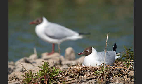 Lachmöwe (Larus ridibundus)