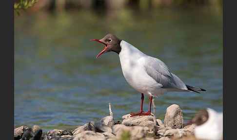 Lachmöwe (Larus ridibundus)
