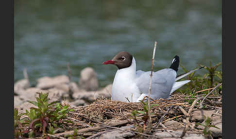 Lachmöwe (Larus ridibundus)