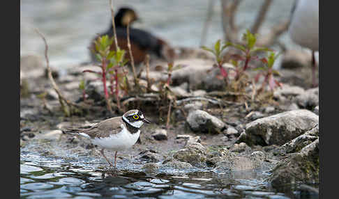 Schwarzhalstaucher (Podiceps nigricollis)