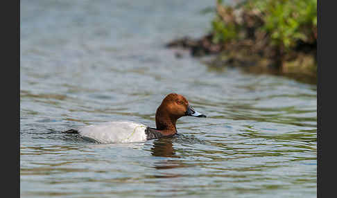 Tafelente (Aythya ferina)