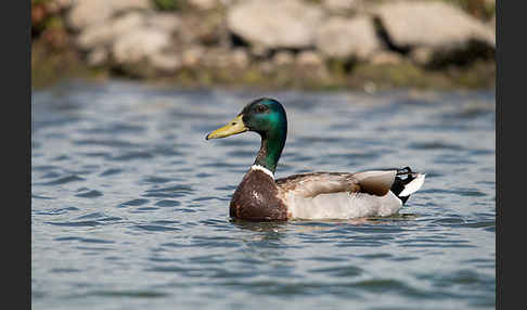 Stockente (Anas platyrhynchos)