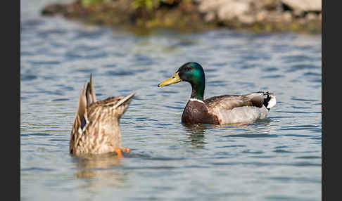 Stockente (Anas platyrhynchos)