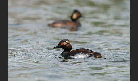 Schwarzhalstaucher (Podiceps nigricollis)