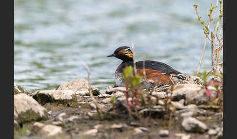 Schwarzhalstaucher (Podiceps nigricollis)