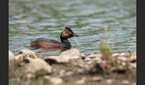 Schwarzhalstaucher (Podiceps nigricollis)