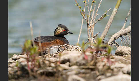 Schwarzhalstaucher (Podiceps nigricollis)