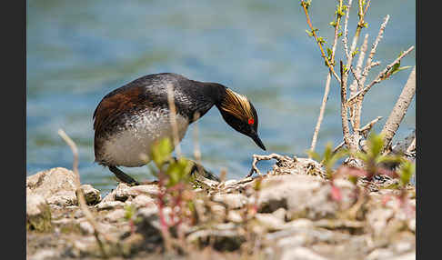 Schwarzhalstaucher (Podiceps nigricollis)