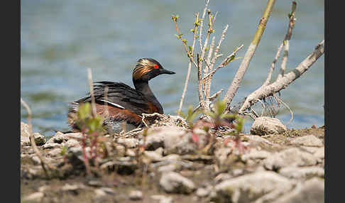 Schwarzhalstaucher (Podiceps nigricollis)