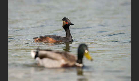 Schwarzhalstaucher (Podiceps nigricollis)