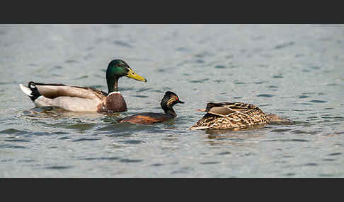 Schwarzhalstaucher (Podiceps nigricollis)