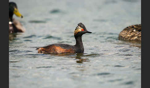 Schwarzhalstaucher (Podiceps nigricollis)